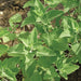 Fresh green catnip plant (Nepeta cataria) with textured, serrated leaves growing in garden soil. Herbal garden.