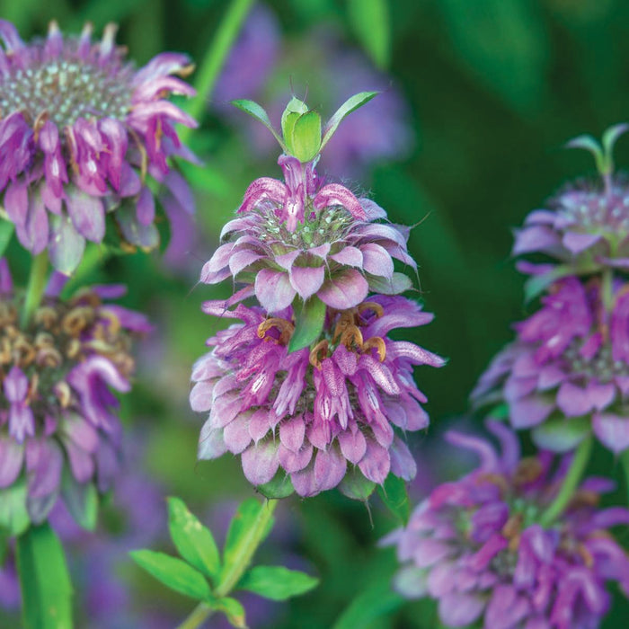 Vibrant purple bee balm (Monarda) flowers in full bloom, showcasing unique layered petals and green foliage.