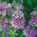 Vibrant purple bee balm (Monarda) flowers in full bloom, showcasing unique layered petals and green foliage.