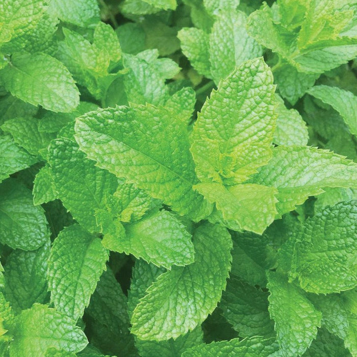 Vibrant green mint leaves, fresh and aromatic. Ideal herb for cooking, brewing tea, or crafting cocktails.