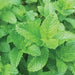 Vibrant green mint leaves, fresh and aromatic. Ideal herb for cooking, brewing tea, or crafting cocktails.