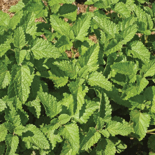 Close-up of fresh green lemon balm leaves, textured and serrated, in a garden bed.