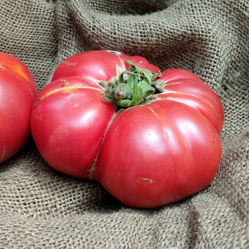 Large, red ribbed heirloom tomato with green stem on rustic burlap. Fresh produce.