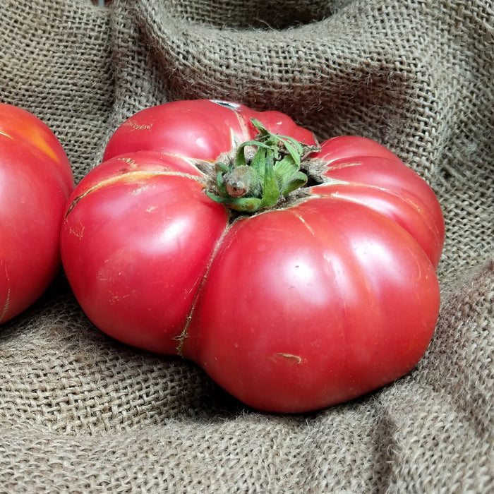 Large, red ribbed heirloom tomato with green stem on rustic burlap. Fresh produce.