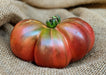 Iridescent dark red heirloom tomato with green stem, fresh on rustic burlap. Organic garden produce.