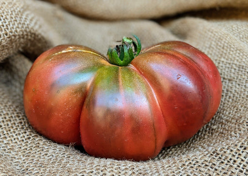 Iridescent dark red heirloom tomato with green stem, fresh on rustic burlap. Organic garden produce.