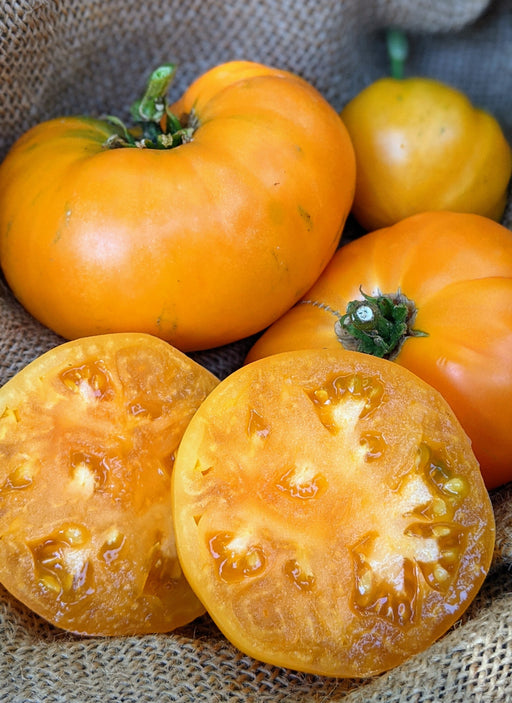 Fresh orange heirloom tomatoes, whole and sliced, on burlap. Ripe garden produce.