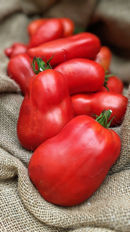 Fresh red plum tomatoes with green stems resting on rustic burlap. Organic garden harvest.