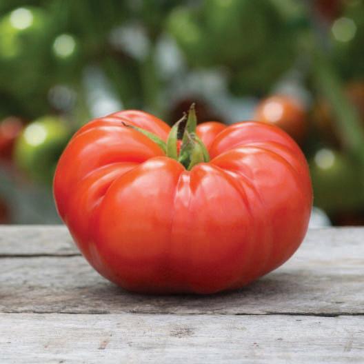 Ripe red beefsteak tomato on rustic wood. Fresh garden harvest.