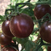 Ripe black cherry tomatoes on the vine, ready for harvest in a sunny garden.