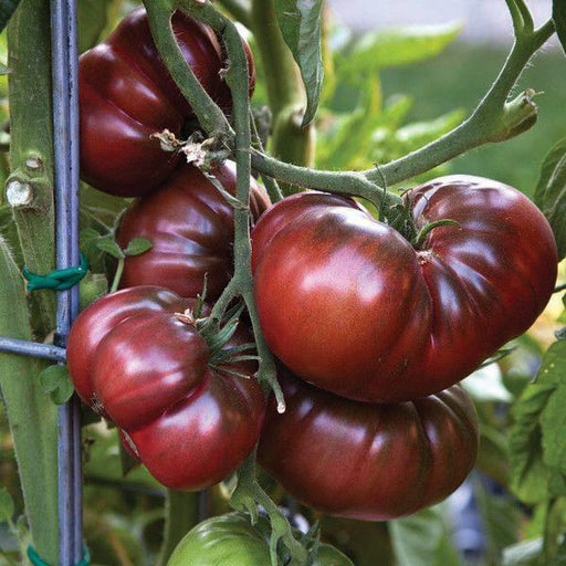 Ripe heirloom black tomatoes on a vine, deep red and purple hues. Fresh garden produce growing on a trellis.
