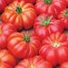 Abundant harvest of vibrant red, ribbed heirloom tomatoes with green stems. Fresh, ripe produce.