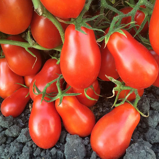 Ripe red plum tomatoes on the vine & dark soil. Fresh garden harvest, perfect for sauces & canning.