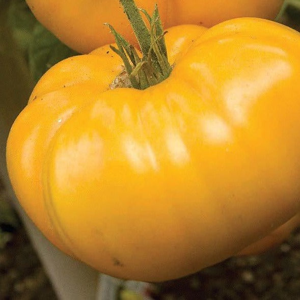 Vibrant yellow heirloom tomato with green stem, fresh and ripe from the garden.