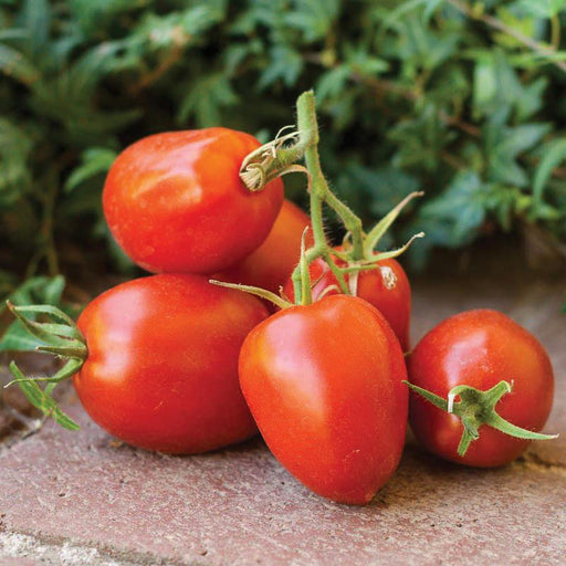 Vibrant red garden tomatoes, some on the vine, resting on a rustic brick surface with green foliage. Fresh and ripe.