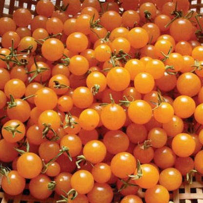 Basket of bright golden cherry tomatoes with green stems. Fresh, healthy, homegrown produce.