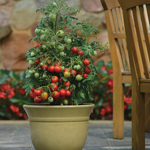 Potted cherry tomato plant thriving with red and green fruit on a patio. Container garden, dwarf tomatoes.