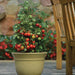 Potted cherry tomato plant thriving with red and green fruit on a patio. Container garden, dwarf tomatoes.