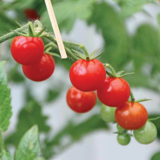 Vibrant red and green cherry tomatoes ripening on a vine. Fresh homegrown garden produce.