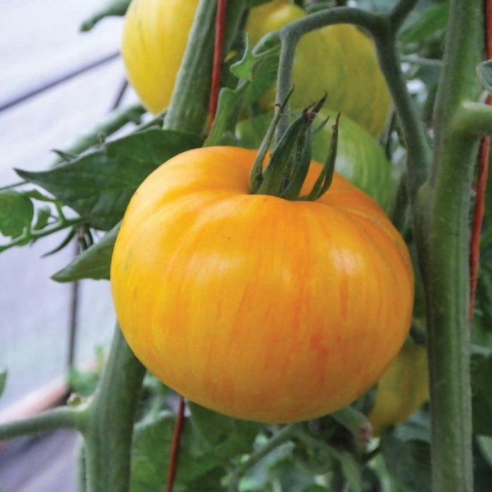 Ripe yellow striped heirloom tomato on the vine. Fresh garden produce, greenhouse grown.
