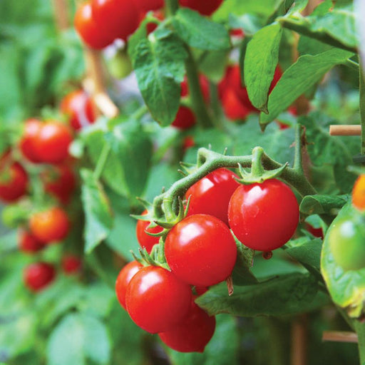 Clustered ripe red cherry tomatoes on a green vine with leaves. Fresh garden harvest.
