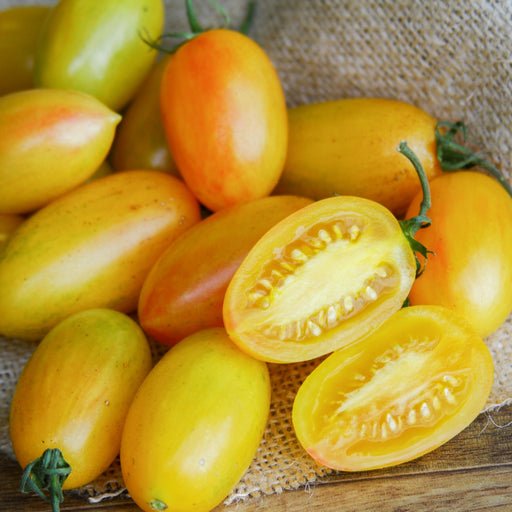 Fresh yellow and golden plum tomatoes, whole and sliced, with seeds visible, on rustic burlap and wood.