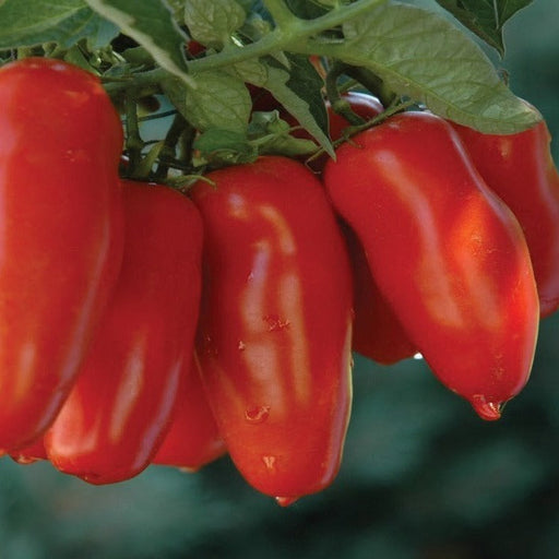 Red plum tomatoes on vine with water droplets. Fresh garden vegetables.