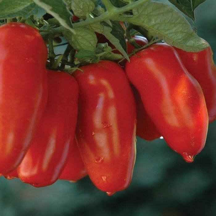Red plum tomatoes on vine with water droplets. Fresh garden vegetables.