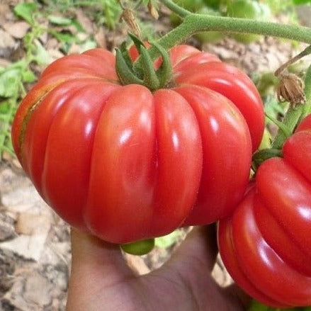 Large, red, ribbed heirloom beefsteak tomato held in hand, still on the vine.
