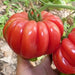 Large, red, ribbed heirloom beefsteak tomato held in hand, still on the vine.