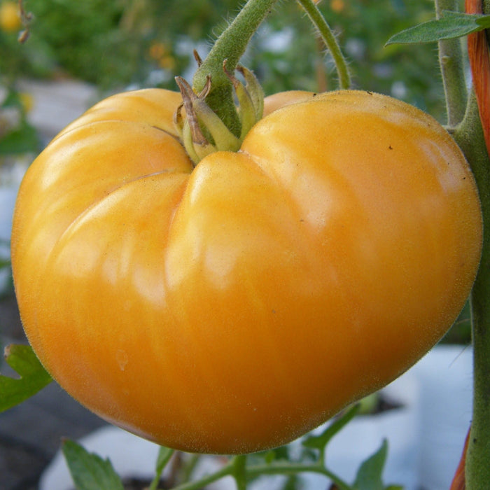 Vibrant golden-yellow heirloom tomato on the vine with green stem and calyx. Fresh garden produce.