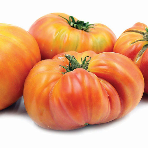 Ripe orange-red heirloom tomatoes, large and ribbed. Fresh garden produce.