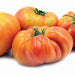 Ripe orange-red heirloom tomatoes, large and ribbed. Fresh garden produce.