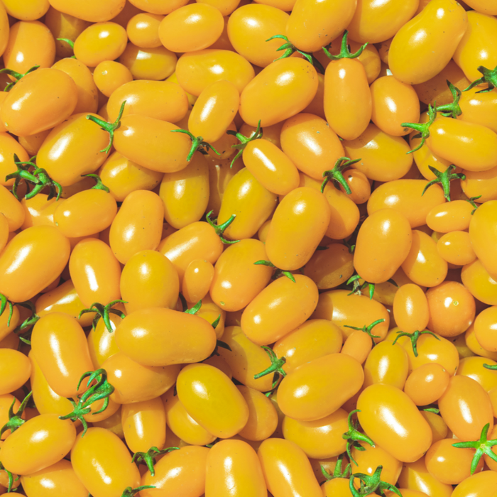 Abundant bright yellow grape tomatoes with green stems, fresh and ripe.