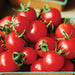 Fresh, vibrant red cherry tomatoes with green stems. Ripe, organic garden produce for healthy cooking.