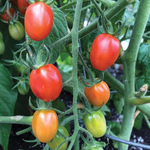 Vibrant red, orange, and green grape tomatoes ripening on the vine. Fresh garden produce, healthy vegetables.