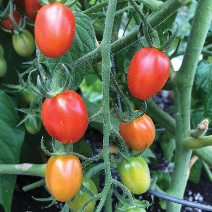 Vibrant red, orange, and green grape tomatoes ripening on the vine. Fresh garden produce, healthy vegetables.