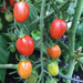 Vibrant red, orange, and green grape tomatoes ripening on the vine. Fresh garden produce, healthy vegetables.