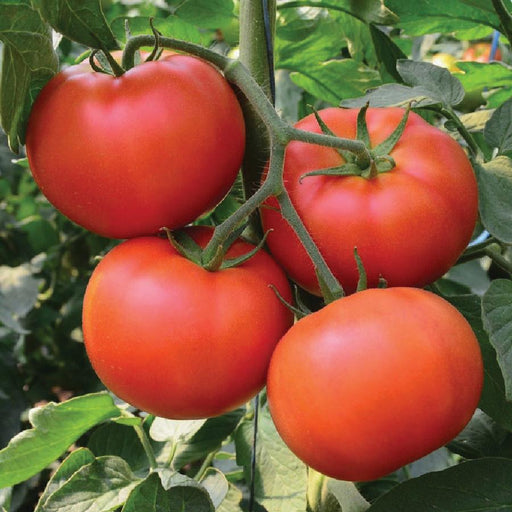 Four ripe red tomatoes on a vine with green leaves. Freshly grown garden produce.