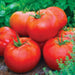 Fresh, ripe red garden tomatoes with green stems and leafy herbs. Perfect for healthy summer cooking.