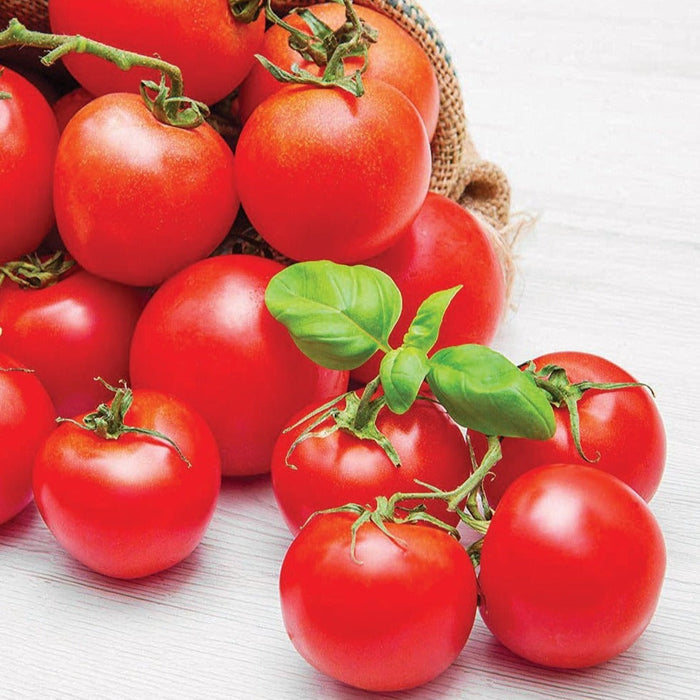 Vibrant red garden tomatoes with fresh basil and vines, spilling from a burlap sack onto white wood.