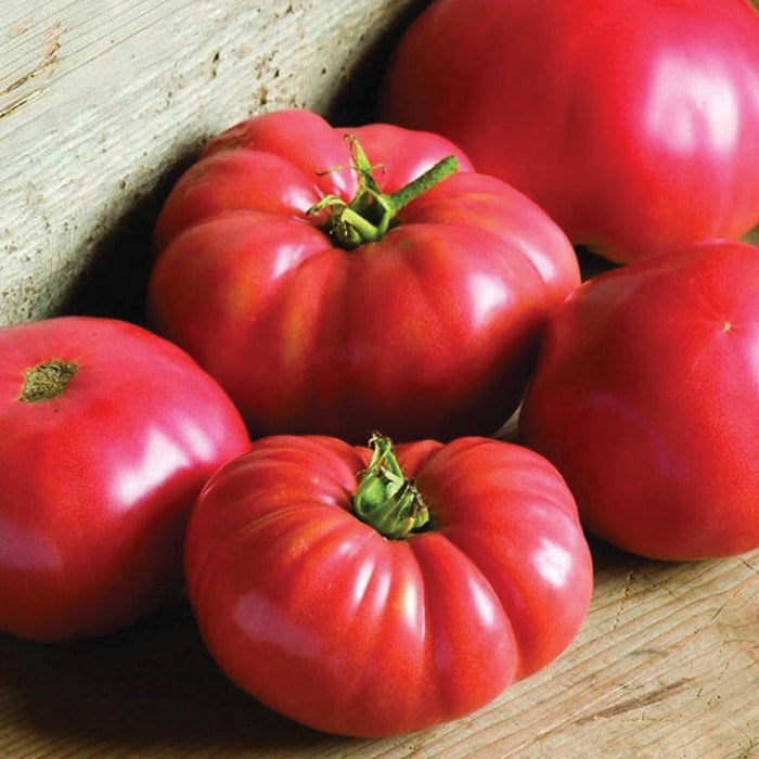 Ripe red heirloom tomatoes with green stems on rustic wooden planks. Fresh garden produce.