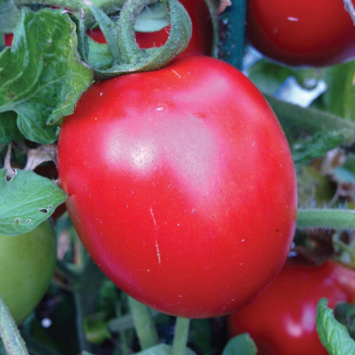 Vibrant red roma tomato ripening on the vine with green leaves in a garden. Fresh, organic produce.