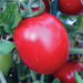 Vibrant red roma tomato ripening on the vine with green leaves in a garden. Fresh, organic produce.