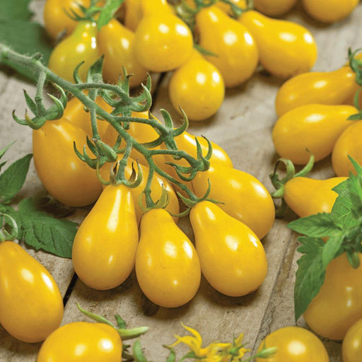 Freshly harvested yellow pear tomatoes on the vine and scattered on a rustic wooden surface. Sweet heirloom garden produce.