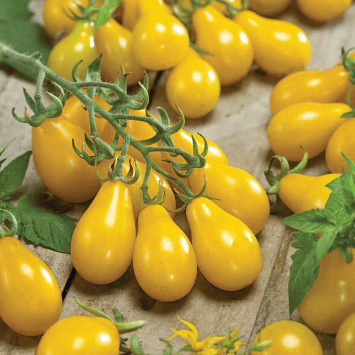Freshly harvested yellow pear tomatoes on the vine and scattered on a rustic wooden surface. Sweet heirloom garden produce.
