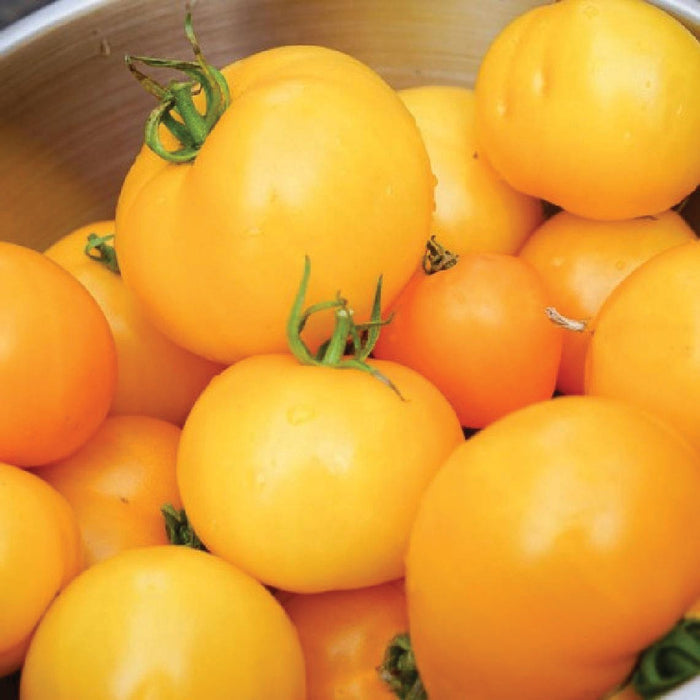 Close-up of vibrant yellow and orange tomatoes, freshly picked with green stems.