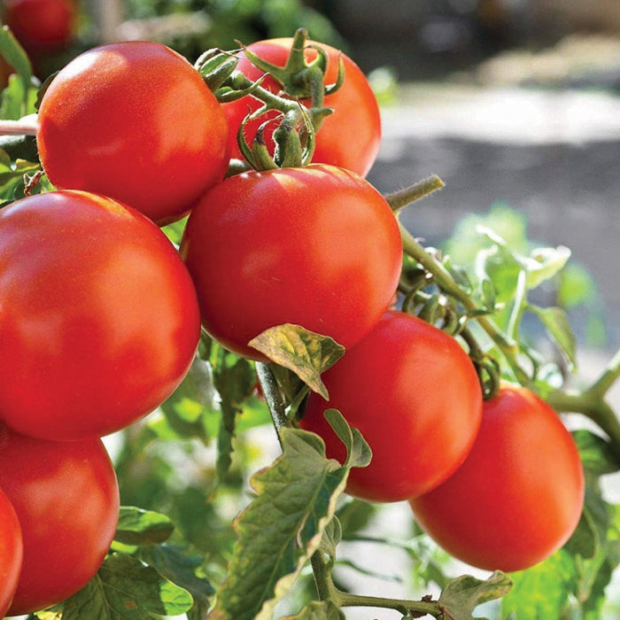 Cluster of ripe red tomatoes on the vine in a sunny garden. Fresh, organic produce.