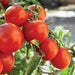 Cluster of ripe red tomatoes on the vine in a sunny garden. Fresh, organic produce.