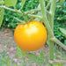 Vibrant yellow tomato ripening on a healthy green tomato plant in a garden.